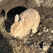 みちの画像