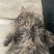 もふもふにゃんこ