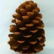 Pine coneの画像