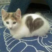 ハートキャット