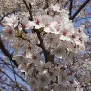 PTの画像