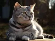 とある猫の画像