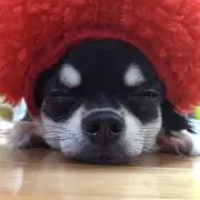 あみごりの画像