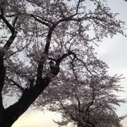 筋トレ