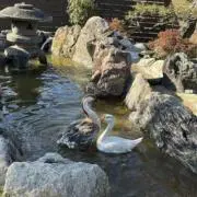 Uchino_2