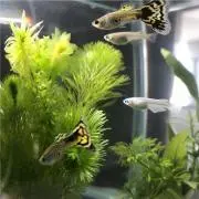 カシワバアジサイ ⭐︎の画像
