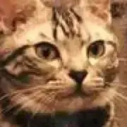 ななの画像