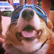しょう