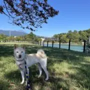 pinkoの画像