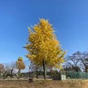 amesamui97の画像