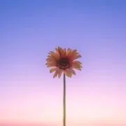 ヨン•ﻌ•の画像