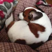 ゆきりん