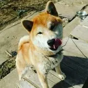 出川