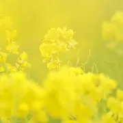 ぽとすの画像