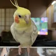 Tomo