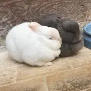 しらたまおもちの画像