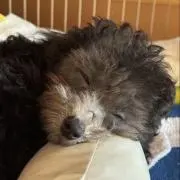 ころんの画像