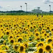 toamozeの画像