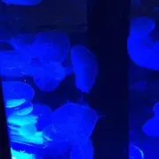 あーまま