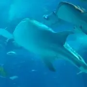 あいとん