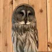 りんごの画像