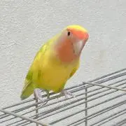 あゆの画像