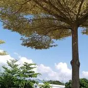 みずたまの画像