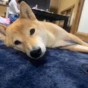 yamaの画像