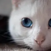 如月