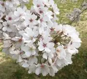 うぃんく 【プロフ必読】の画像