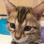猫好きの画像