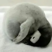 ふゆ