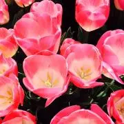 モココの画像