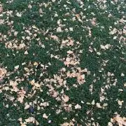 いけの画像