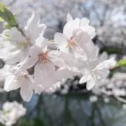 おこじょの画像