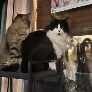 miiの画像