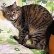 たそ