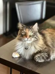 ちろりんさん