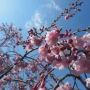 Koby23の画像