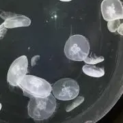 mokaの画像