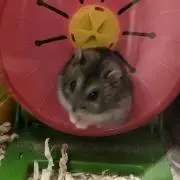 zsの画像