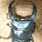 めぬけの画像