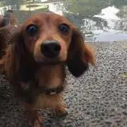 こうめの画像