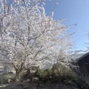 さくの画像