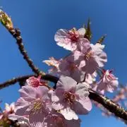 くま吾郎
