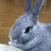うーちゃん