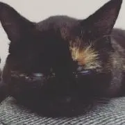 わちゃうらの画像