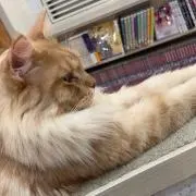 ふぃおんの画像