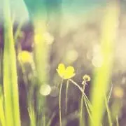 natsu