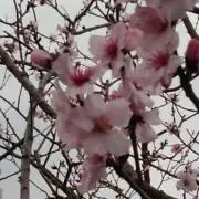 チェリー☆の画像